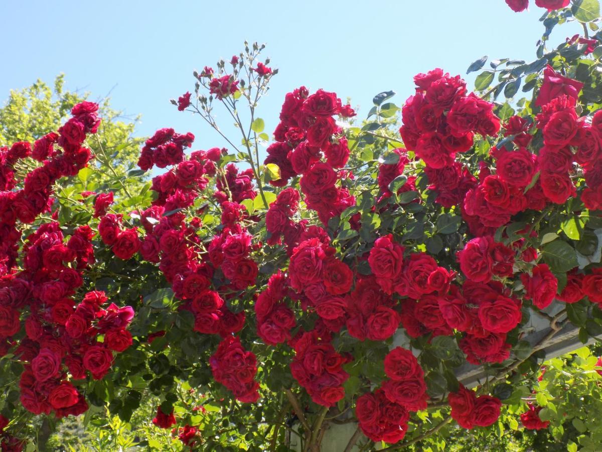 Des Roses Hotel Plataniász Kültér fotó
